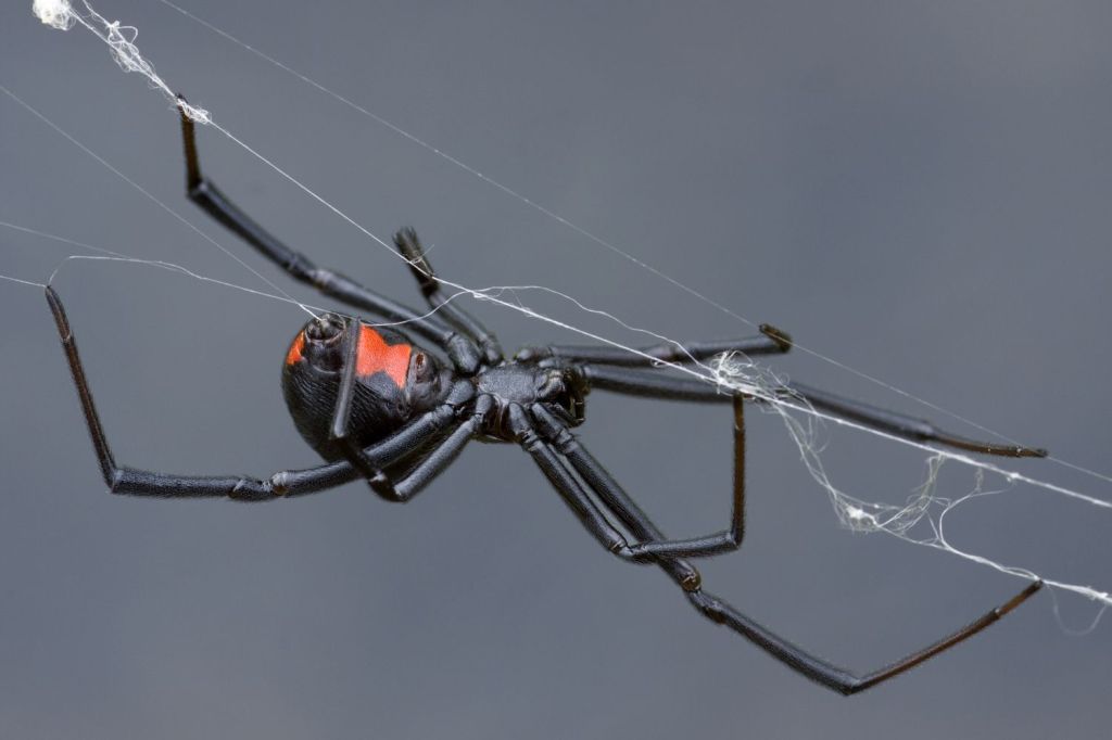 Behind the Red Hourglass: Biology, Venom, and Myths of the Southern Black&nbsp;Widow