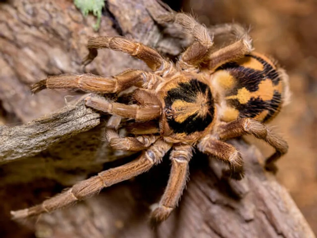 Pumpkin Patch Tarantula Care Guide (Hapalopus&nbsp;formosus)