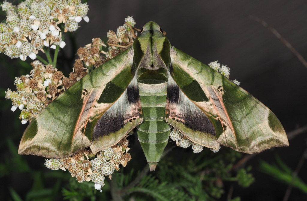 BOOK REVIEW: “The Book of Caterpillars” by David G. James